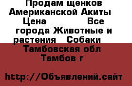 Продам щенков Американской Акиты › Цена ­ 25 000 - Все города Животные и растения » Собаки   . Тамбовская обл.,Тамбов г.